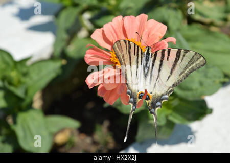 Close up close-up ein Schwarz und Weiß Schwalbenschwanz Schmetterling offenen Flügeln Fütterung aus dem Nektar von einem Pfirsich Gerbera Daisy, Griechenland Stockfoto