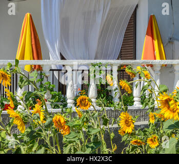 hängende welke Sonnenblumen Feld von Sonnenblumen Vergangenheit ihre besten und geschlossenen Sonnenschirm Sonnenschirme auf einem Balkon mit Ende der Ferienzeit Fensterläden geschlossen Stockfoto