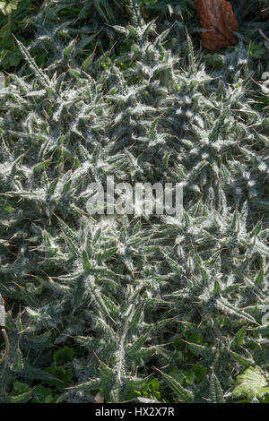 Cirsium Vulgare (Bull Distel) Rosette Bühne Stockfoto