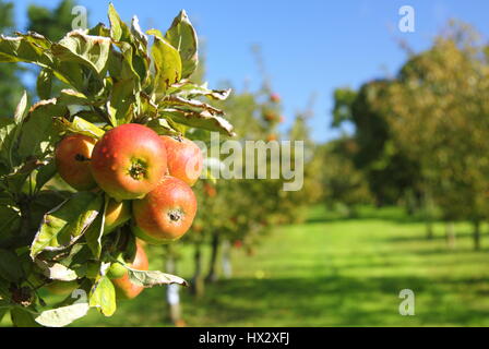 Reife Erbe Sorte Äpfel Bäume hängen von einem Baum Ast in einem englischen Dorf Obstgarten an einem sonnigen Tag im Frühherbst Nottinghamshire, England UK Stockfoto