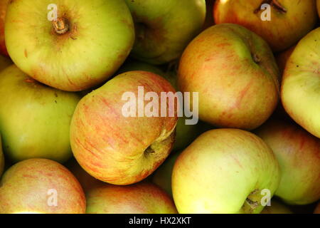 Frisch geerntete Erbe Äpfel, verschiedene Cox Pomona in einem englischen Obstgarten im Herbst Stockfoto