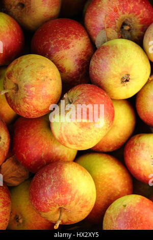 Erntefrisch ' Ingrid Marie''; Äpfel; ein Cox-Stil-Erbe-Sorte in einem englischen Obstgarten, Herbst Stockfoto