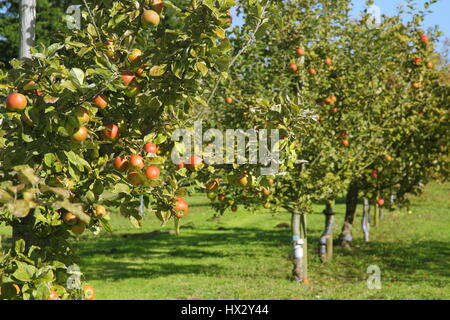 Baumreihen Erbe Sorte Äpfel in einem englischen Dorf Obstgarten an einem sonnigen Tag im Frühherbst Nottinghamshire, England UK Stockfoto