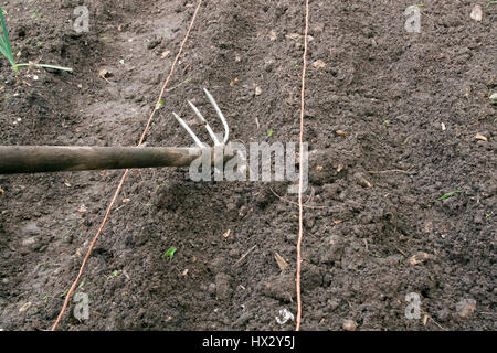 Schritt für Schritt - Aussaat breiter Bohnen im Freien. Schritt # 2 - Nehmen Sie die Bohrer auf beiden Seiten der Bettlinie heraus Stockfoto