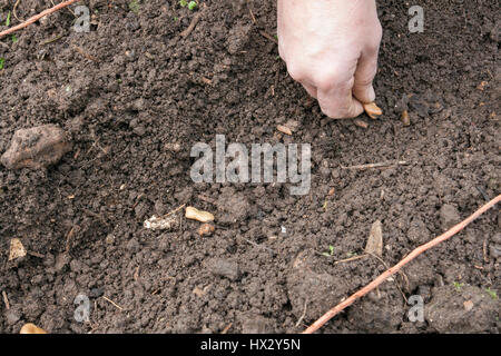 Schritt für Schritt - Aussaat breiter Bohnen im Freien. Schritt # 3 - Leistungsbeschreibung Stockfoto