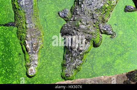 Die Krokodile im Zoo und Bauernhof für Tour in Thailand, Foto in der sonnigen Außenbeleuchtung. Stockfoto