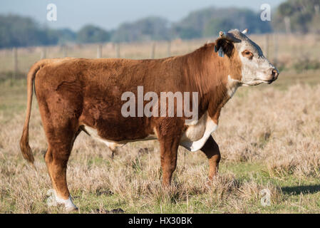 Kuh auf der Weide - Seitenansicht Stockfoto