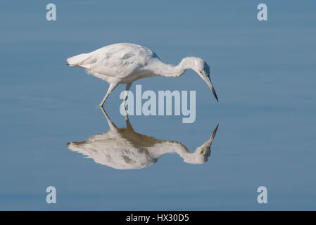 Juvinile kleiner Blaureiher betrachtet seine Spiegelung im Wasser. Stockfoto