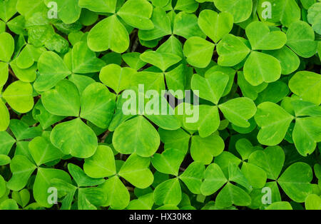 Oxalis oder Sauerklee; Alten Wachstum Höhenweg, Whittaker Creek Recreation Area, Oregon. Stockfoto