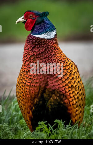 Nahaufnahme von Fasan Stockfoto