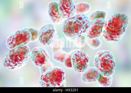 Bakterien Tularämie (Francisella Tularensis), Illustration. F. Tularensis ist Gram-negative, Coccobacillus intramolekulare. Ein Zoonose Mikroorganismus, der Tularämie, eine Erkrankung des wilden Nagetieren und Kaninchen, die Ursachen kann für Mensch und domestizierten Haustiere übertragen werden. Stockfoto