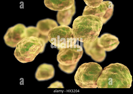 Bakterien Tularämie (Francisella Tularensis), Illustration. F. Tularensis ist Gram-negative, Coccobacillus intramolekulare. Ein Zoonose Mikroorganismus, der Tularämie, eine Erkrankung des wilden Nagetieren und Kaninchen, die Ursachen kann für Mensch und domestizierten Haustiere übertragen werden. Stockfoto