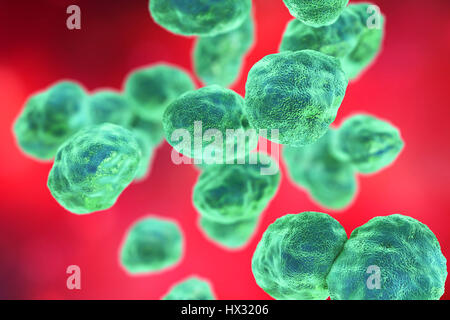 Bakterien Tularämie (Francisella Tularensis), Illustration. F. Tularensis ist Gram-negative, Coccobacillus intramolekulare. Ein Zoonose Mikroorganismus, der Tularämie, eine Erkrankung des wilden Nagetieren und Kaninchen, die Ursachen kann für Mensch und domestizierten Haustiere übertragen werden. Stockfoto