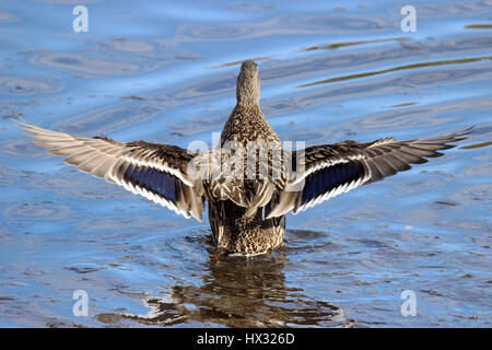 Eine weibliche Stockente mit ihren Flügeln an einem See. Stockfoto