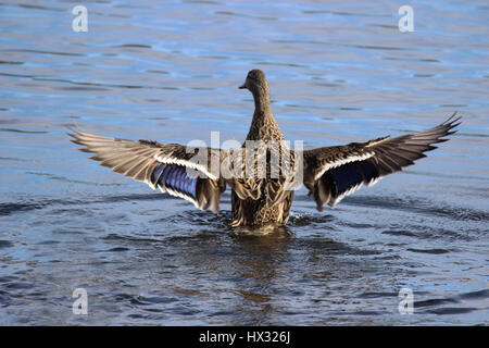 Eine weibliche Stockente mit ihren Flügeln an einem See. Stockfoto