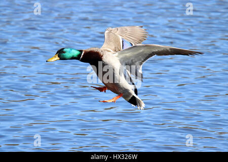Eine männliche Stockente, an einem See landen, fliegen. Stockfoto