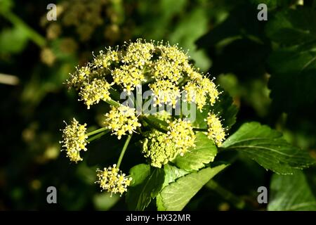 Nahaufnahme von einem gelb grün Messkopf Alexanders (Smyrnium Olusatrum) eine essbare Pflanzen der Familie Apiaceae (Doldenblütler) Stockfoto