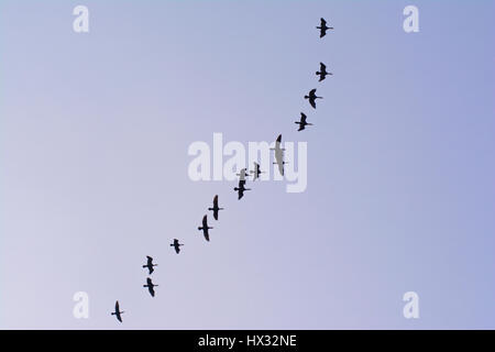 Silhouetten der Kormorane im Flug auf einen klaren Himmel - Phalacrocorax carbo Stockfoto