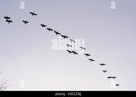 Silhouetten der Kormorane im Flug auf einen klaren Himmel - Phalacrocorax carbo Stockfoto