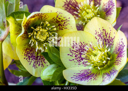 Helleborus orientalis 'Gelber Smetterling', Fastenrose, Fastenhellebore, orientalischer Hellebore in Blüte Hellebores Stockfoto