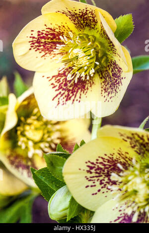 Gelber Hellebore Helleborus orientalis 'Gelber Smetterling', Lenten Rose Hellebores Stockfoto