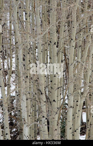 Aspen, Dixie National Forest, Highway 12 Scenic Byway, Utah Stockfoto