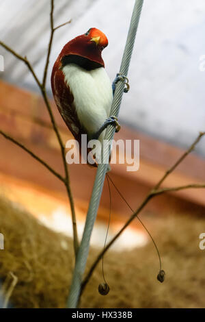 Der König Paradiesvogel (Cicinnurus Regius) ist ein passerine Vogel der Familie Paradisaeidae (Paradiesvogel). Stockfoto