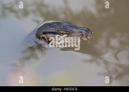 Asiatischer Wasser-Waran (Varanus Salvator) Stockfoto