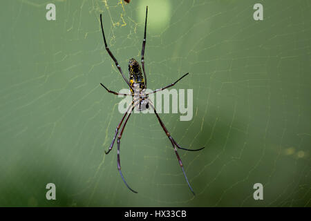 Golden Silk Orb-Weaver (Nephila Pilipes) Spider Web Stockfoto