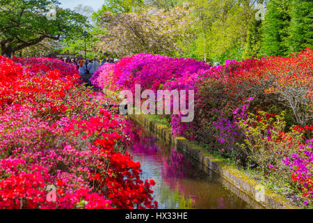 Bunte Tulpen im Keukenhof Park, Holland Stockfoto