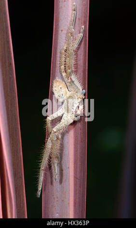 Huntsman Spider (Holconia SP.), New-South.Wales, NSW, Australien Stockfoto