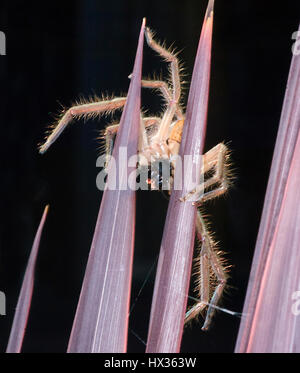 Ansicht der Unterseite Huntsman Spinne (Holconia SP.) auf Laub, New-South.Wales, NSW, Australien Stockfoto