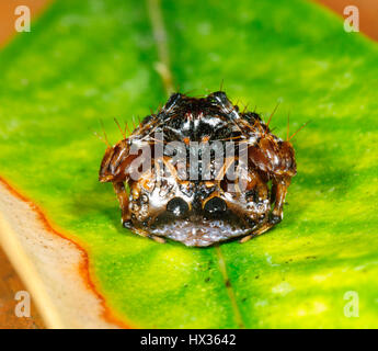 Kleine Vogel-Dropping Spider (Arkys Curtulus), New-South.Wales, Australien Stockfoto