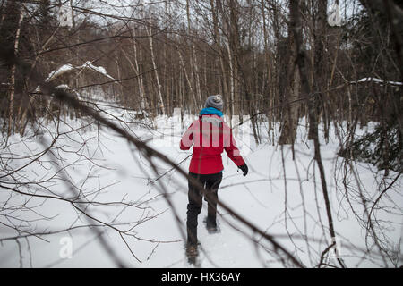 Eine Dame in einer roten Jacke Schneeschuhen im Wald nach einem Schneesturm in Hastings Hochland, Ontario, Kanada. Stockfoto