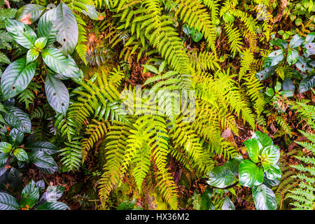 Farn, moosigen Wald, Nebelwald, Nebel, Regenwald, Cameron Highlands, Tanah Tinggi Cameron, Tanah Rata, Pahang, Malaysia Stockfoto