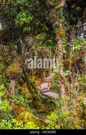 Boardwalk durch dichten Dschungel, Bäumen bewachsen mit Moos und Reben, Mossy Forest, Nebelwald, Regenwald Nebel Stockfoto