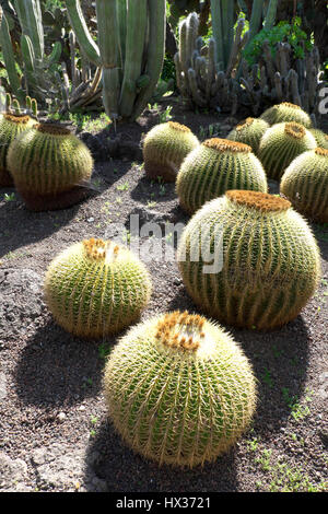 Goldenes Fass Kakteen (Echinocactus Grusonii) und Säulenkakteen, Jardin Botánico Viera y Clavijo, Gran Canaria, Kanarische Inseln Stockfoto