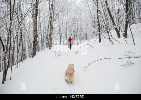 Eine Lady Schneeschuhen mit ihrem gelben Labrador Retriever (gelber Labrador) Hund während eines Schneesturms in Hastings Hochland, Ontario, Kanada. Stockfoto