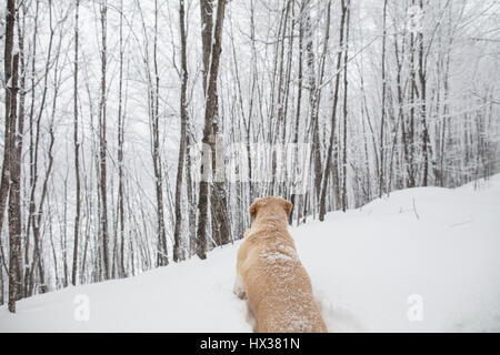 Ein gelber Labrador Retriever (gelber Labrador) Hund Spaziergänge im Schnee während eines Schneesturms in Hastings Hochland, Ontario, Kanada. Stockfoto