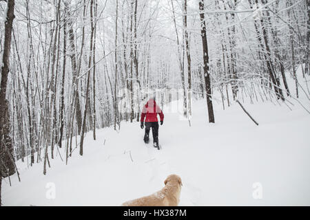 Eine Lady Schneeschuhen mit ihrem gelben Labrador Retriever (gelber Labrador) Hund während eines Schneesturms in Hastings Hochland, Ontario, Kanada. Stockfoto