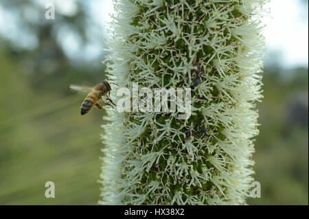 Balga (Xanthorrhoea Preissii) Blüte, mit europäischen Honigbiene (aka westliche Honigbiene) Apis Mellifera in Anwesenheit Stockfoto