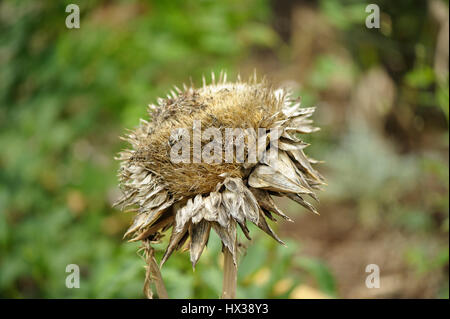 Artischocke Blüte und Samen Kopf getrocknet. Stockfoto