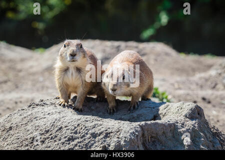 Zwei Prairie dogs Stockfoto