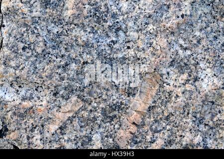 Ein Block von grauem Dartmoor Granit, zeigen große Kristalle aus Feldspat und kleineren von Quarz und Glimmer Stockfoto