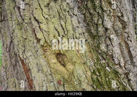 Eine Nahaufnahme von den Stamm einer alten englischen Eiche (Quercus Robur), Rinde mit große Risse verkrustet mit Moos und Flechten Stockfoto