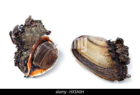 Geäderten Rapa Wellhornschnecke und Fluss Muscheln (Anodonta). Isoliert auf weißem Hintergrund. Stockfoto