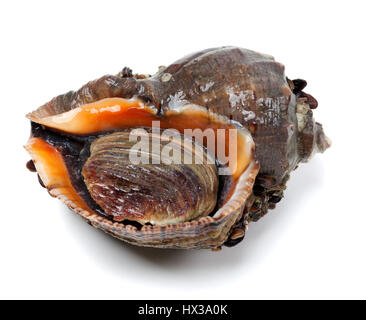 Geäderten Rapa Wellhornschnecke isoliert auf weißem Hintergrund Stockfoto