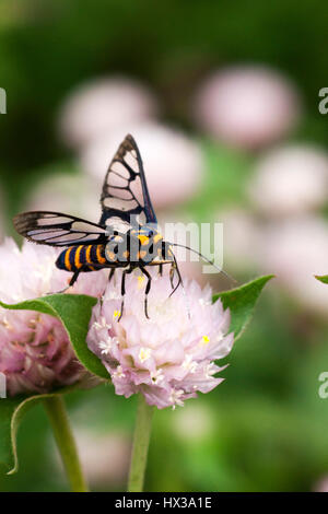 Schwarz gelbe Biene sammelt Honig Nektar aus rosa Runde Blume zu Blumenfeld am Morgen. Stockfoto