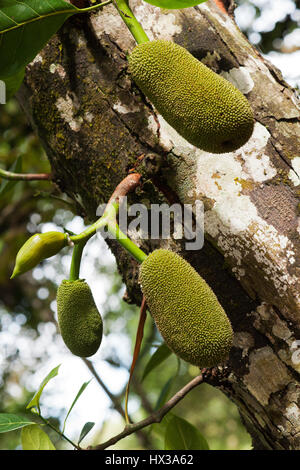 Drei grüne Jackfrucht hängt an einem Baum in der Natur bereit zu sein. Stockfoto