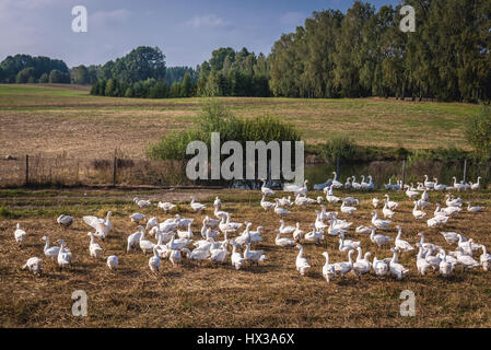 Herde von Hausgänsen auf einem Feld in Koscierzyna Gemeinde, Kaschubei Region Westpommern in Polen Stockfoto